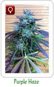 Purple Haze feminzied marijuana seeds