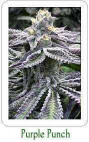 PurplePunch marijuana seeds