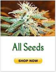 Full marijuana seed list