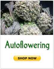Autoflowering marijuana seeds