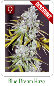 Buy Blue Dream marijuana seeds on Sale!