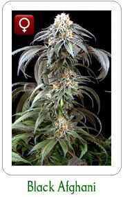 Black Afghani marijuana marijuana seeds