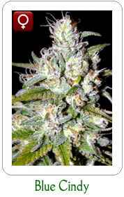 Buy Blueberry Cindy99 feminized marijuana seeds