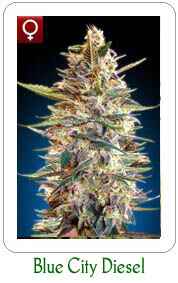 Buy Blue Diesel Auto feminized marijuana seeds