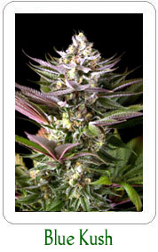 Blue Kush marijuana seeds on Sale!