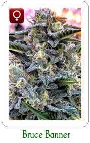 Bruce Banner feminized marijuana seeds