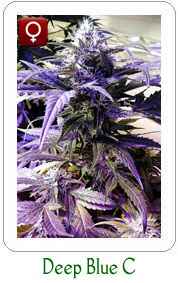 Deep Blue C auto feminized marijuana seeds