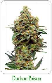 Buy Durban Poison marijuana seeds on sale