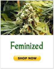 feminized marijuana seeds