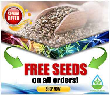 Free Marijuana Seeds