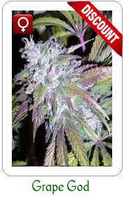 Feminized Grape God Marijuana Seeds on Sale!