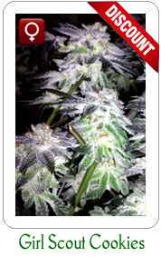 Buy Blue Dream marijuana seeds on Sale!