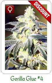 Buy Gorilla Glue feminized marijuana seeds on Sale!