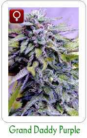 GrandDaddy Purple feminized marijuana seeds