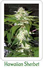 Buy Hawaiian Sherbet feminzied marijuana seeds