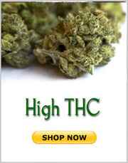 High THC marijuana strains