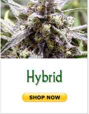 Hybrid marijuana seeds