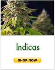Indica marijuana seeds
