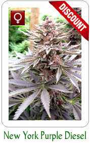 Feminized New York Purpe Diesel Marijuana Seeds on Sale!