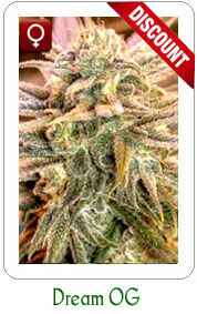 Buy Feminized OG Dream marijuana seeds