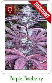 Buy Feminized Purple Pineberry marijuana seeds