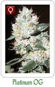 Platinum OG feminized marijuana seeds