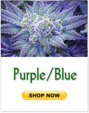 Purple Blue marijuana strains