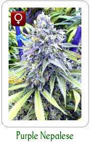 Purple Nepalese marijuana seeds
