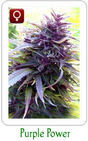 Purple Power feminized marijuana seeds