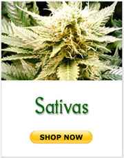 Sativa marijuana seeds