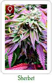Sherbet feminzied marijuana seeds on sale