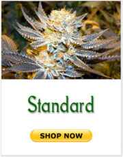 Regular marijuana seeds