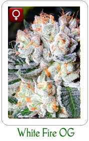White Fire OG feminzied marijuana seeds on sale
