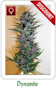 Feminized Dynamite Marijuana Seeds on Sale!
