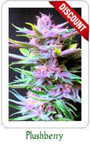 Plushberry Marijuana Seeds on Sale!